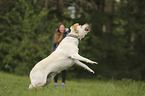 Frau mit Labrador Retriever