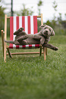 Labrador Retriever Welpe in einem Liegestuhl