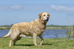 laufender Labrador Retriever