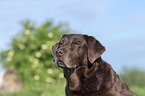 Labrador Retriever Portrait