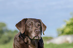 Labrador Retriever Portrait