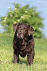 stehender Labrador Retriever