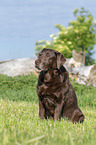 sitzender Labrador Retriever