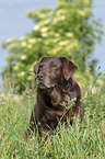 sitzender Labrador Retriever