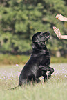 Labrador Retriever auf Hinterbeinen