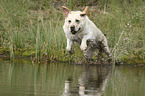 springender Labrador Retriever