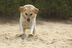 spielender Labrador Retriever