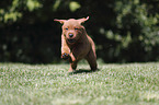 rennender Labrador Retriever Welpe