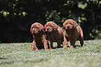 3 Labrador Retriever Welpen