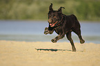 rennender Labrador Retriever