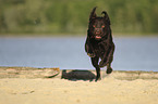 rennender Labrador Retriever