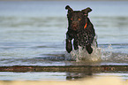 rennender Labrador Retriever