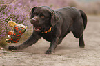 spielender Labrador Retriever