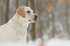 Labrador Retriever Portrait