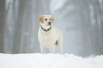 stehender Labrador Retriever