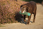 rennender Labrador Retriever