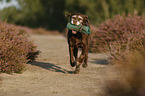 rennender Labrador Retriever