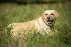 liegender Labrador Retriever