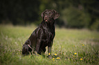 sitzender Labrador Retriever