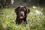 Labrador Retriever Portrait