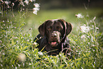 Labrador Retriever Portrait