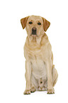 Labrador Retriever vor weiem Hintergrund