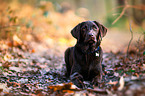 liegender Labrador Retriever