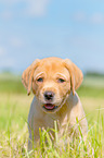 sitzender Labrador Retriever Welpe