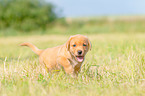 laufender Labrador Retriever Welpe