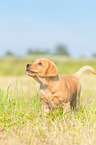 stehender Labrador Retriever Welpe