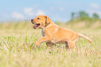 rennender Labrador Retriever Welpe