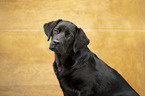 junger Labrador Retriever