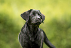 junger Labrador Retriever