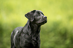 junger Labrador Retriever