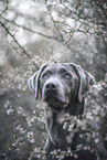 Labrador Retriever Portrait