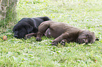 schlafende Labrador Retriever Welpen