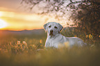 blonder Labrador Retriever