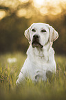 blonder Labrador Retriever