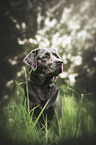 Labrador in Farbe charcoal