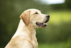 junger Labrador Retriever