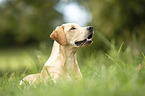 junger Labrador Retriever