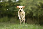 junger Labrador Retriever