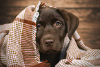 Labrador Retriever Welpe