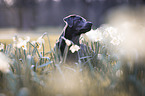 Labrador Retriever Portrait