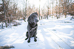 sitzender Labrador Retriever