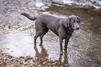 badender Labrador Retriever