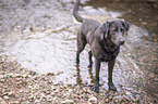 badender Labrador Retriever