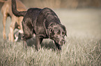 laufender Labrador Retriever