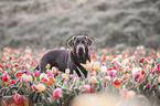 Labrador Retriever Portrait