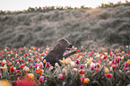 Labrador Retriever gibt Pftchen